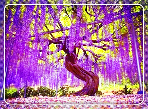 奇景用英语怎么说,奇景的英文翻译