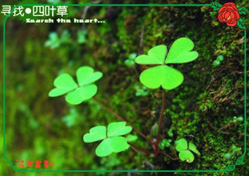 三龙胆酸用英语怎么说,三龙胆酸的英文翻译