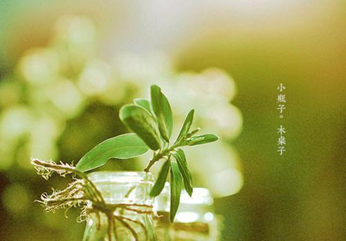 吃人参果
