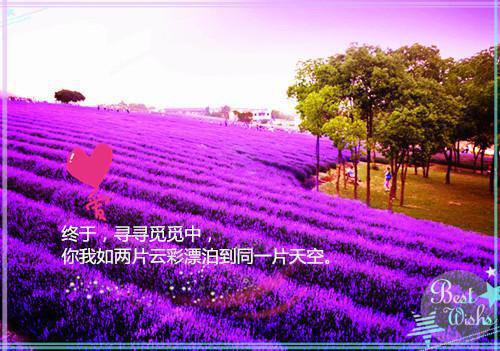 四年级日记:会飞的鸡蛋