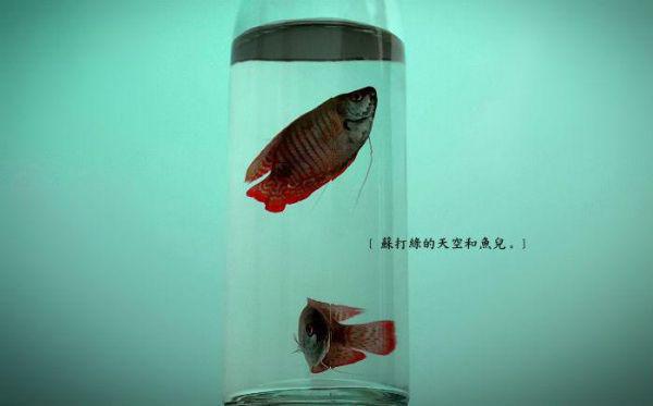 吐穗用英语怎么说,吐穗的英文翻译
