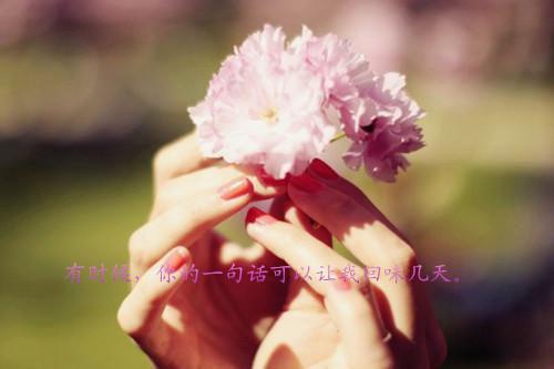一杯菊花茶