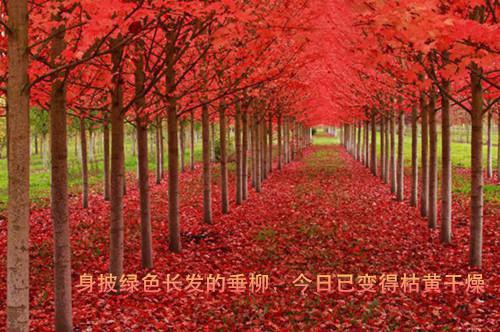 qq空间爱情小故事3个