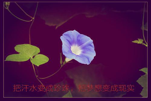 两条小金鱼