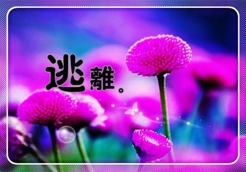 初二写景作文:最美的色彩