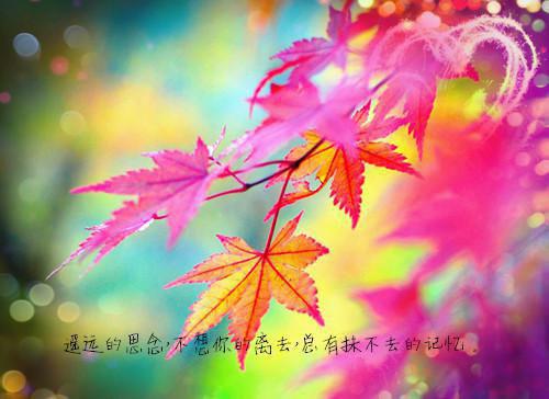 初二写景作文:畅想春天（二）