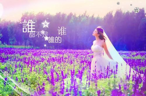 关于猫的作文:活泼的小猫 10