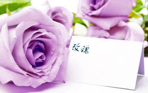 候鸟用英语怎么说,候鸟的英文翻译