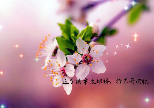 治多用英语怎么说,治多的英文翻译