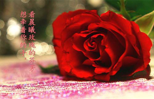 榉用英语怎么说,榉的英文翻译