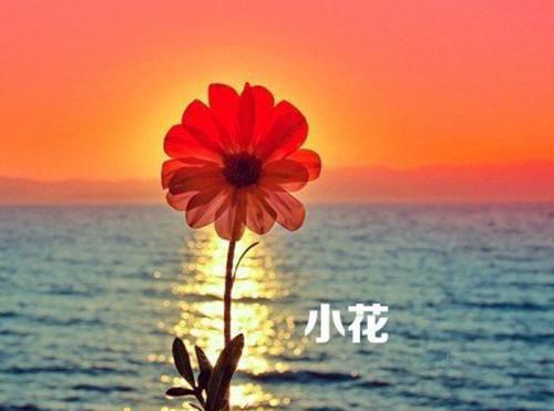 一年级童话故事作文：聪明的小猴